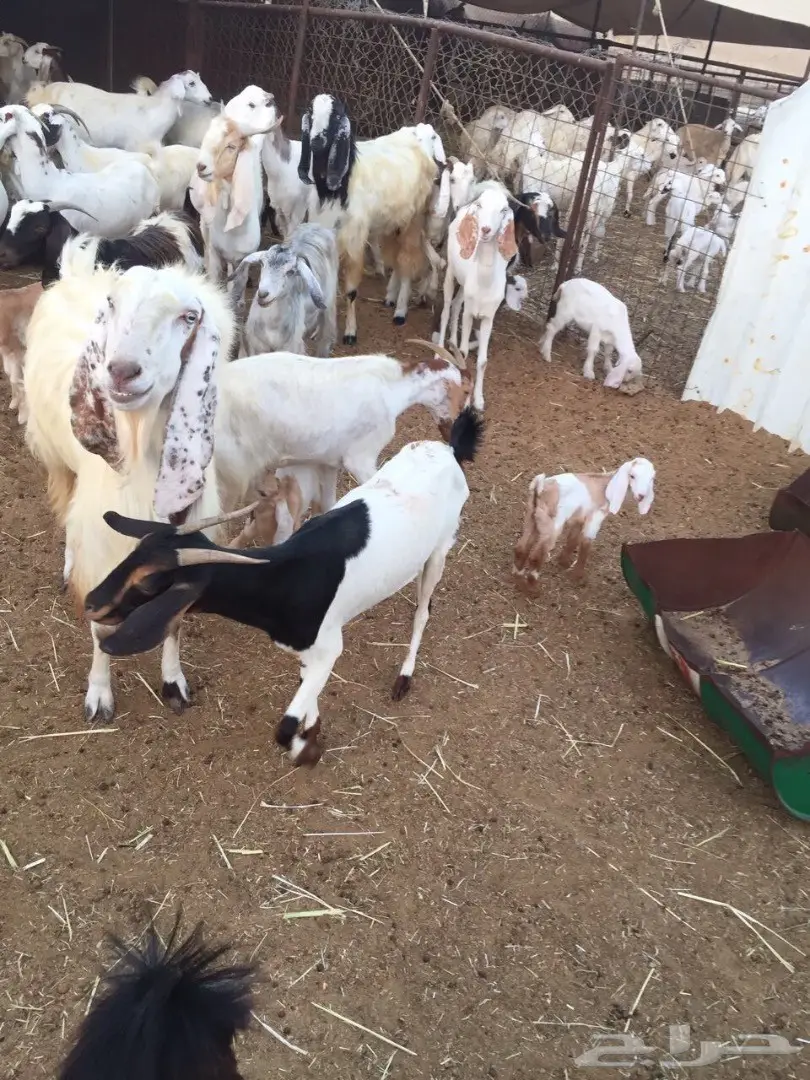 معزا للبيع (image 1)