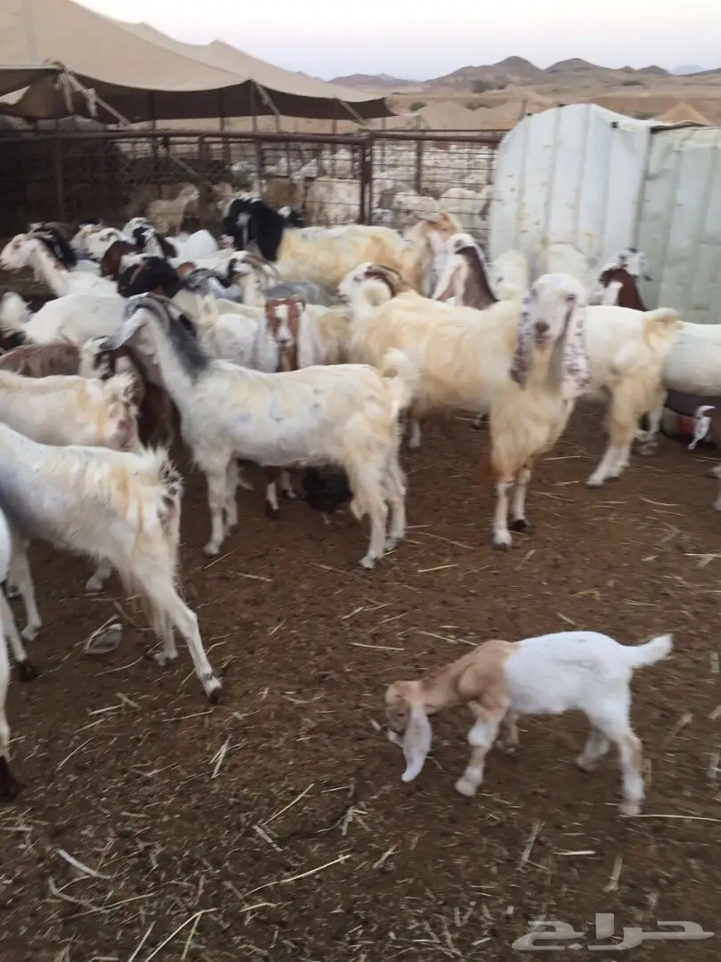 معزا للبيع (image 2)