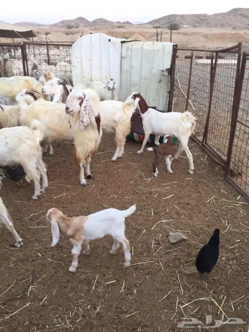 معزا للبيع (image 3)