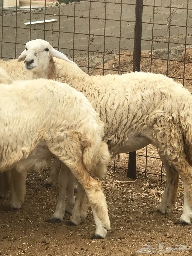 رخال صنف شكل وشعره