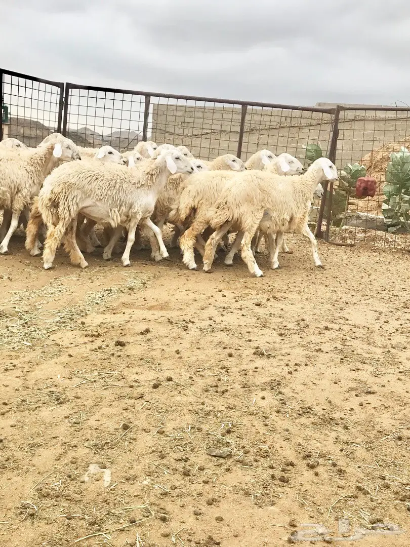 رخال صنف شكل وشعره (image 1)