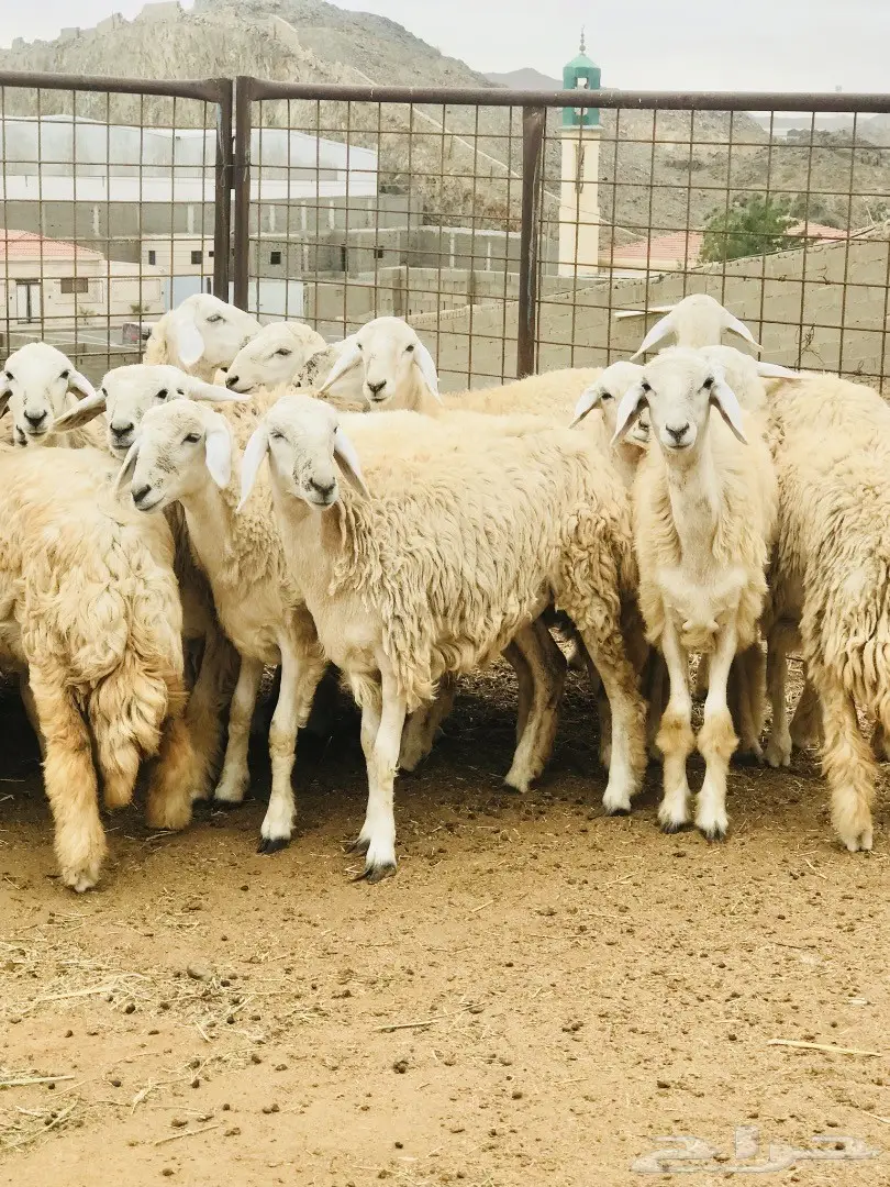 رخال صنف شكل وشعره (image 2)