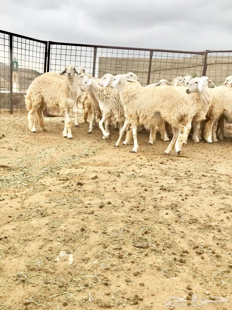 رخال صنف شكل وشعره (image 3)