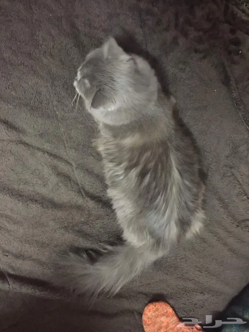 قطة جاههز للتزاوج