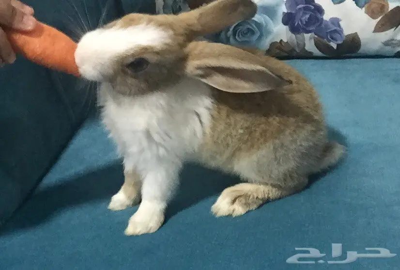 أرانب للبيع (image 1)