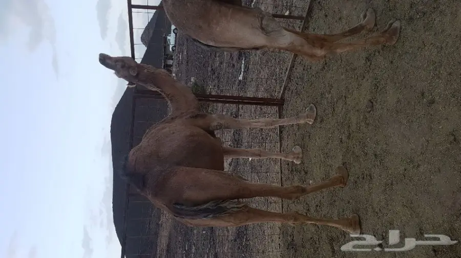 نياق حمر  لقحات لهن 10 شهور نساق 