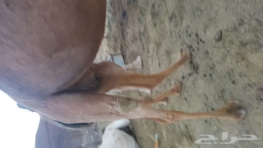 نياق حمر  لقحات لهن 10 شهور نساق  (image 1)