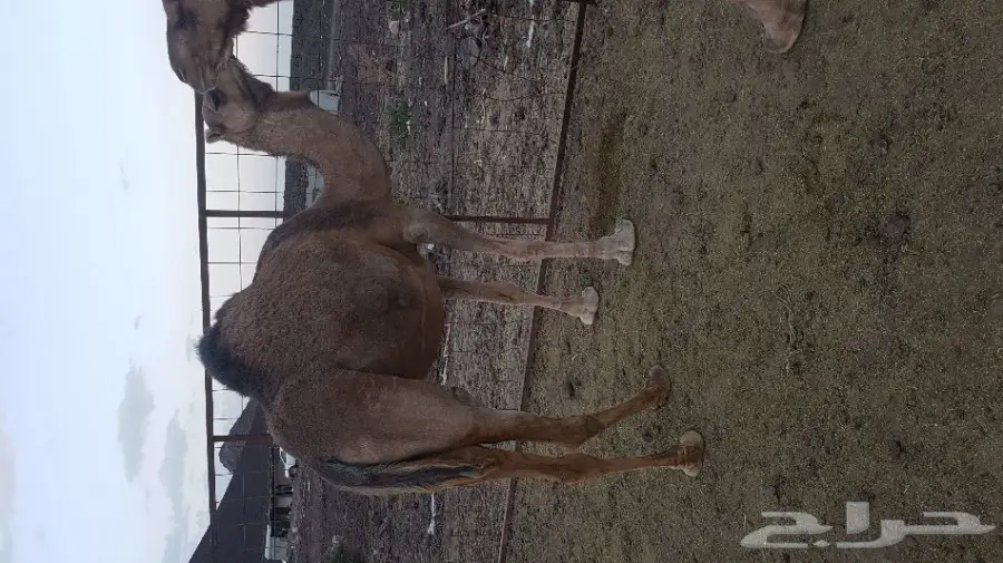نياق حمر  لقحات لهن 10 شهور نساق  (image 2)