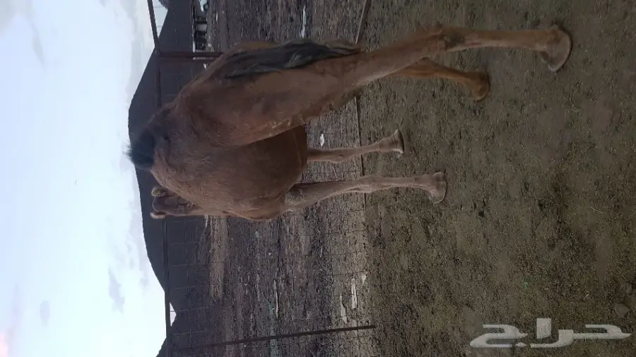 نياق حمر  لقحات لهن 10 شهور نساق  (image 3)