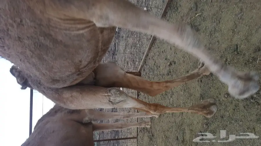 نياق حمر  لقحات لهن 10 شهور نساق  (image 4)