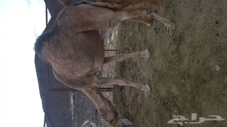 نياق حمر  لقحات لهن 10 شهور نساق  (image 5)