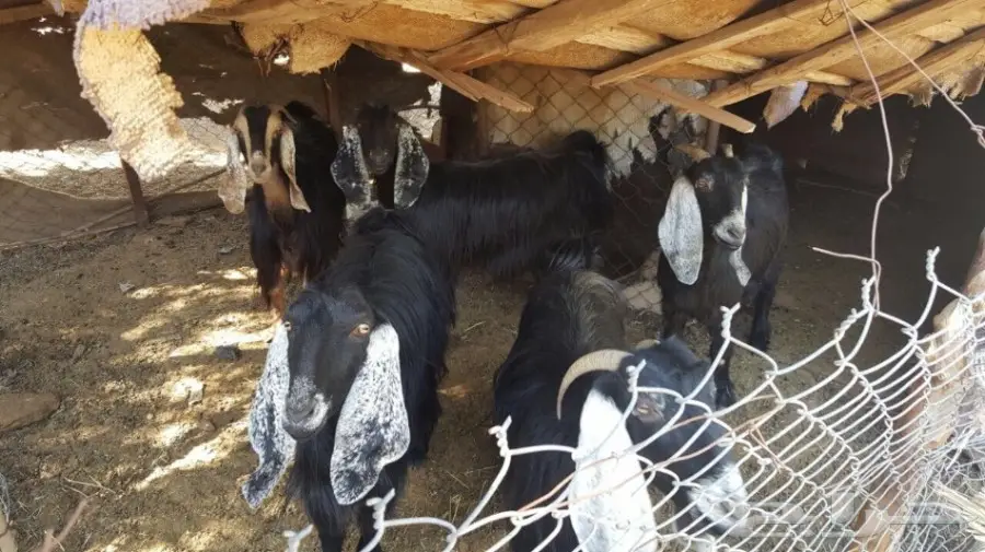 6 معزى للبيع 