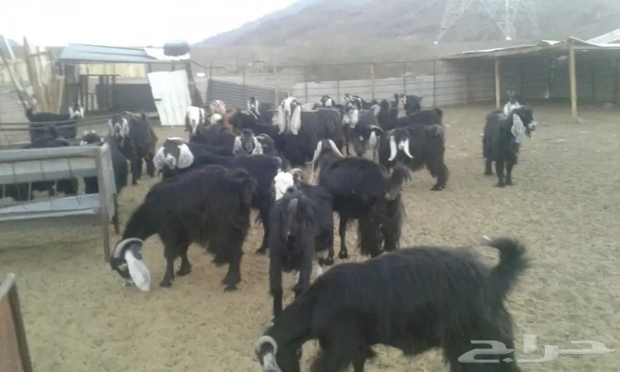 ماعز عوارض (image 1)