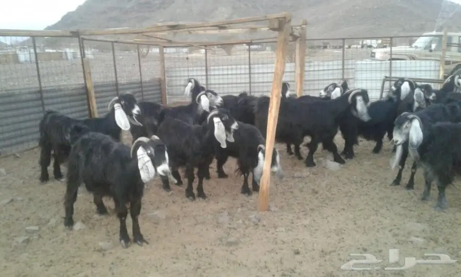 ماعز عوارض (image 6)