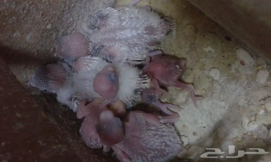 زوج بادجي مع فراخه (image 3)