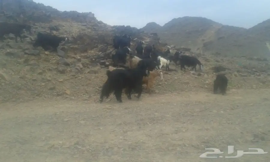 غنم عارضيات (image 2)