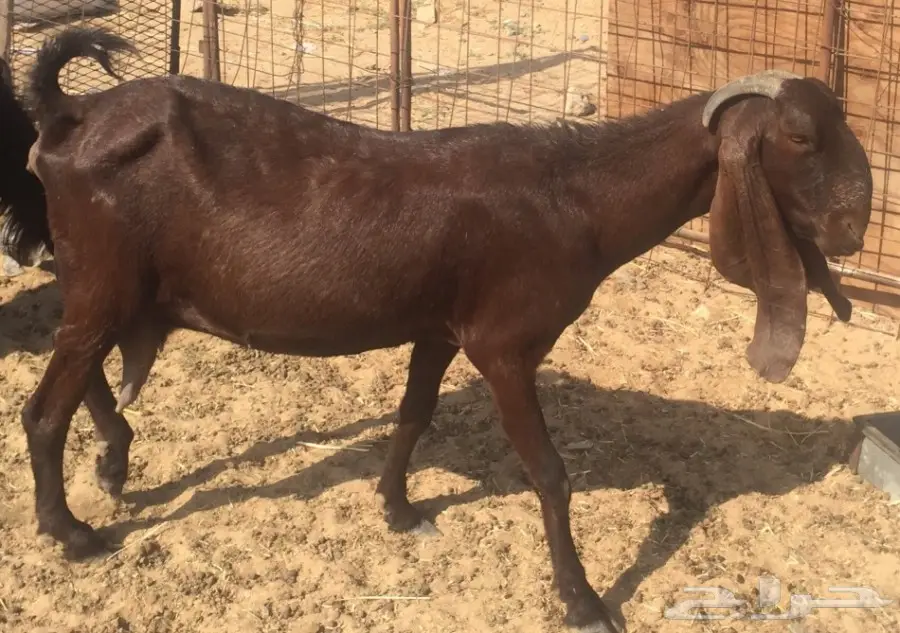 عنز دافع على وشك ولاد