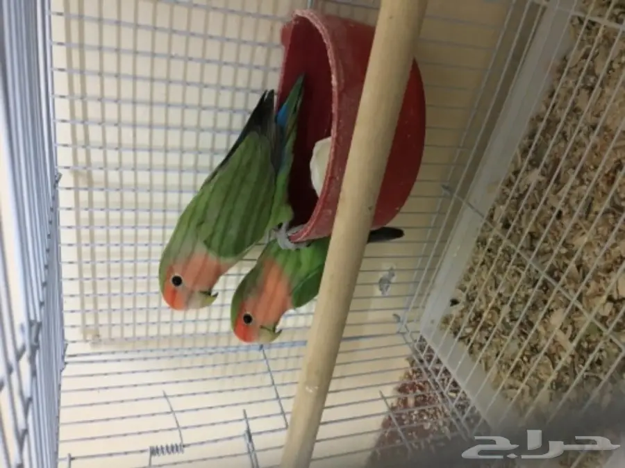 زوج روز منتج