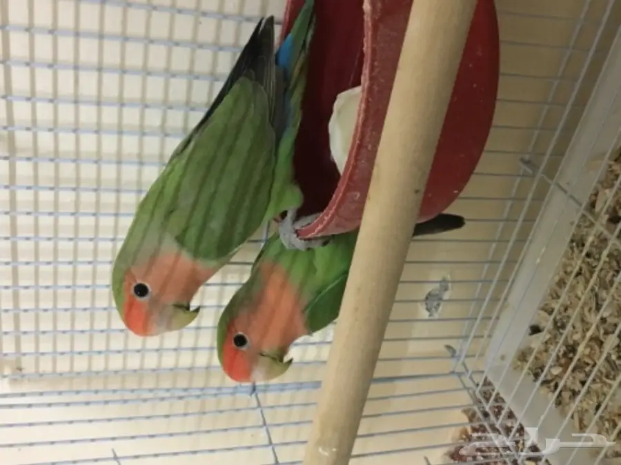 زوج روز منتج (image 1)