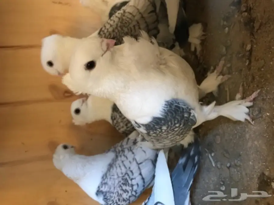 للبيع حب رمان 