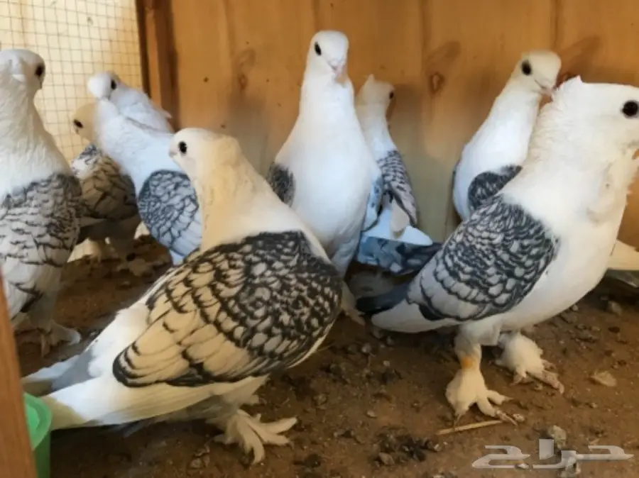 للبيع حب رمان  (image 1)