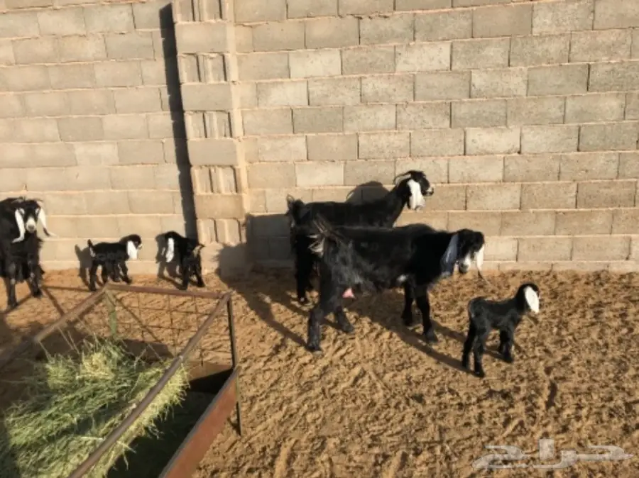 معزا مواليد 