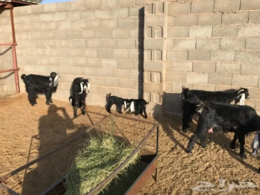 معزا مواليد  (image 1)