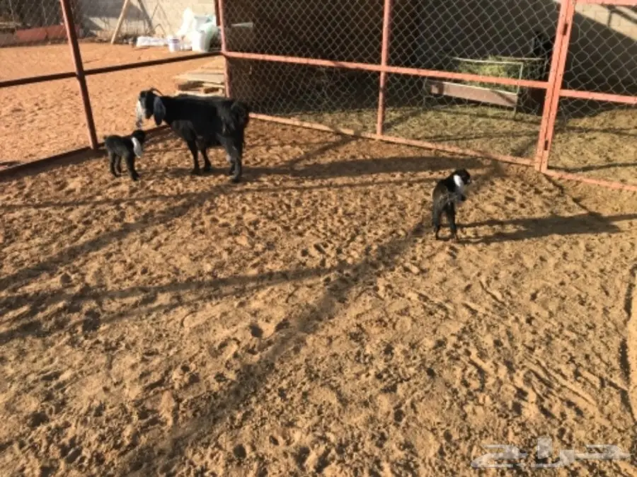 معزا مواليد  (image 2)