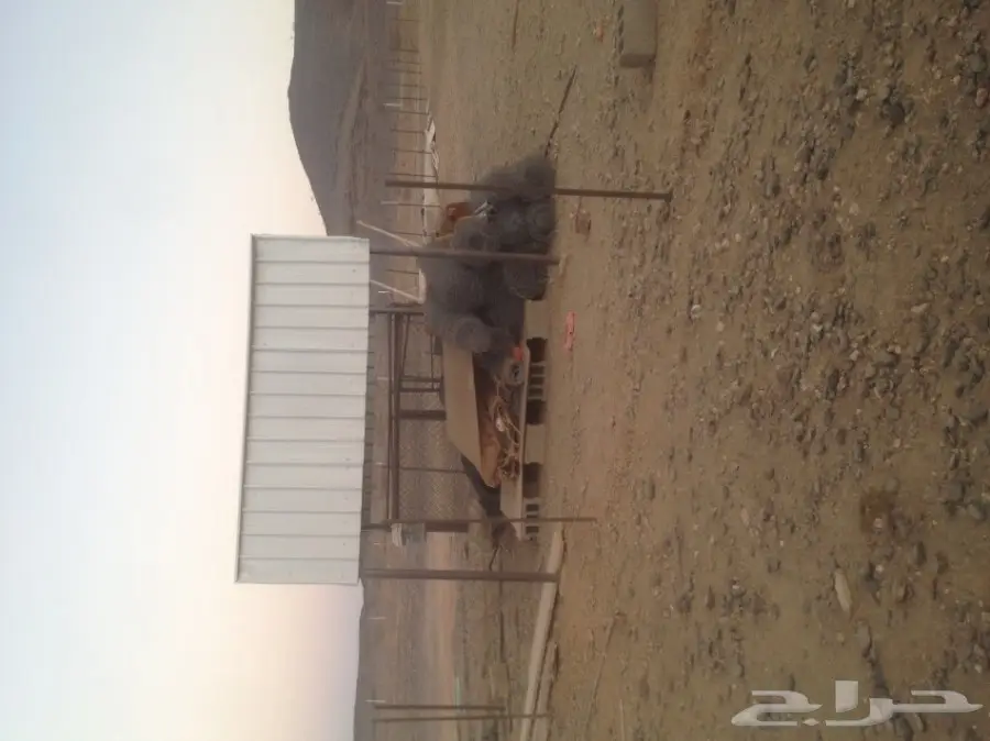 مراح كامل بمحتوياته للبيع