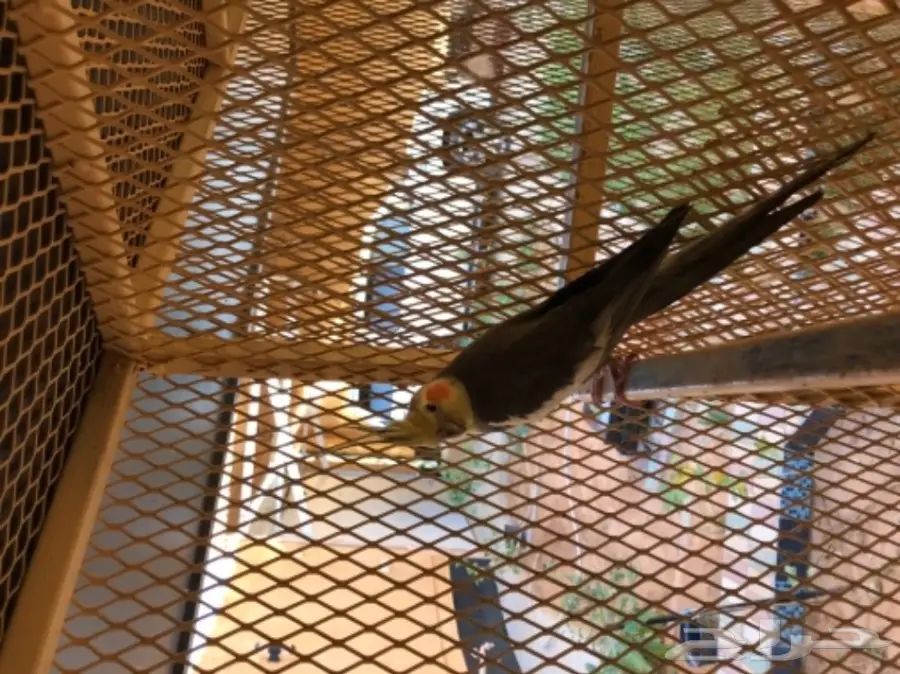 للبيع جوز كروان جاهز للانتاج - وحش غير اليف -