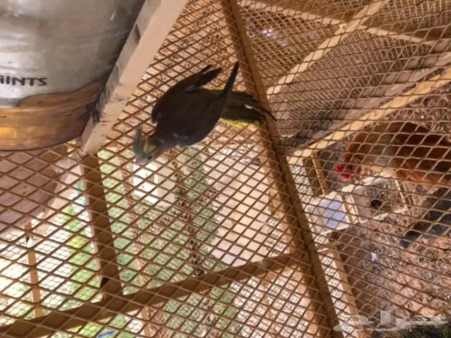 للبيع جوز كروان جاهز للانتاج - وحش غير اليف - (image 1)