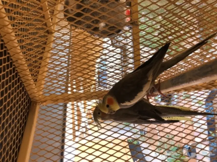 للبيع جوز كروان جاهز للانتاج - وحش غير اليف - (image 2)