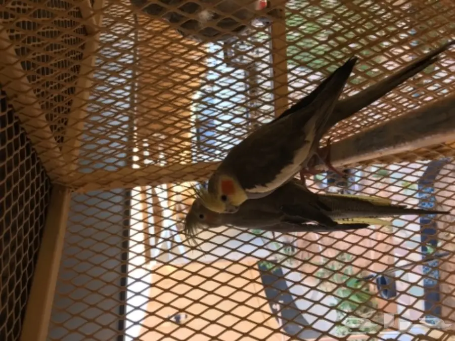 للبيع جوز كروان جاهز للانتاج - وحش غير اليف - (image 3)