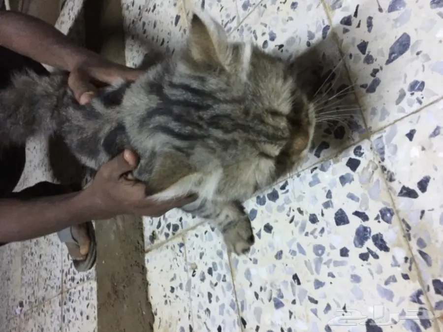 قطة للبيع (image 1)