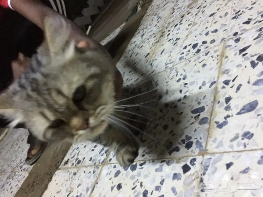 قطة للبيع (image 2)