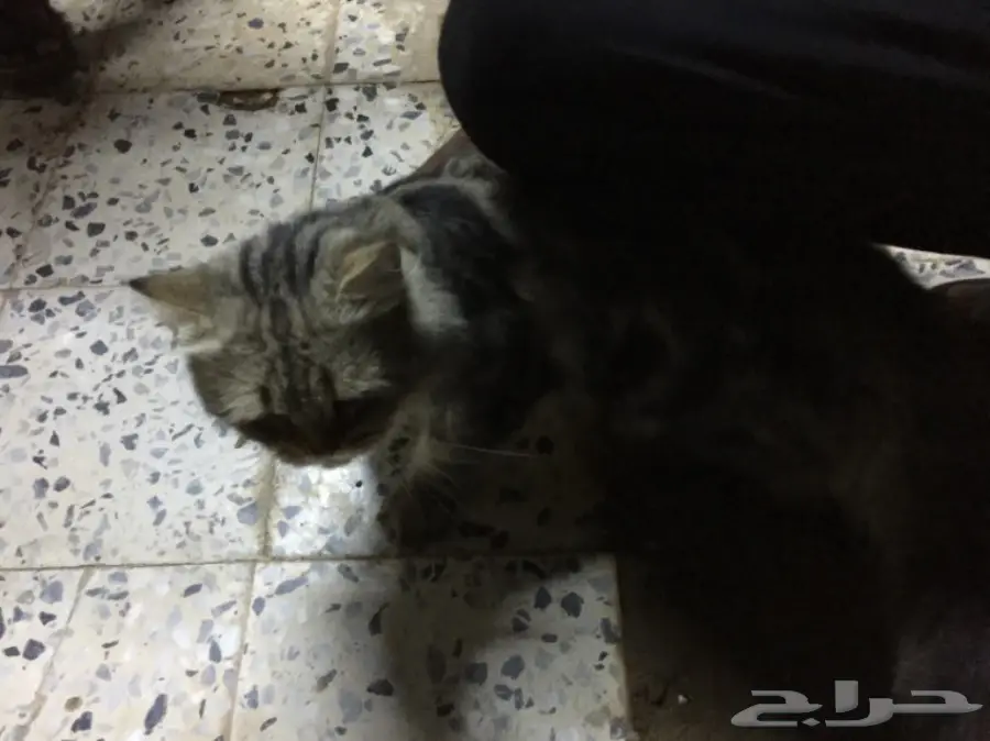 قطة للبيع (image 3)