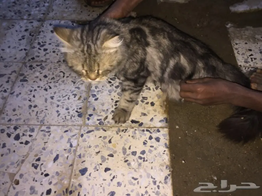قطة للبيع (image 4)