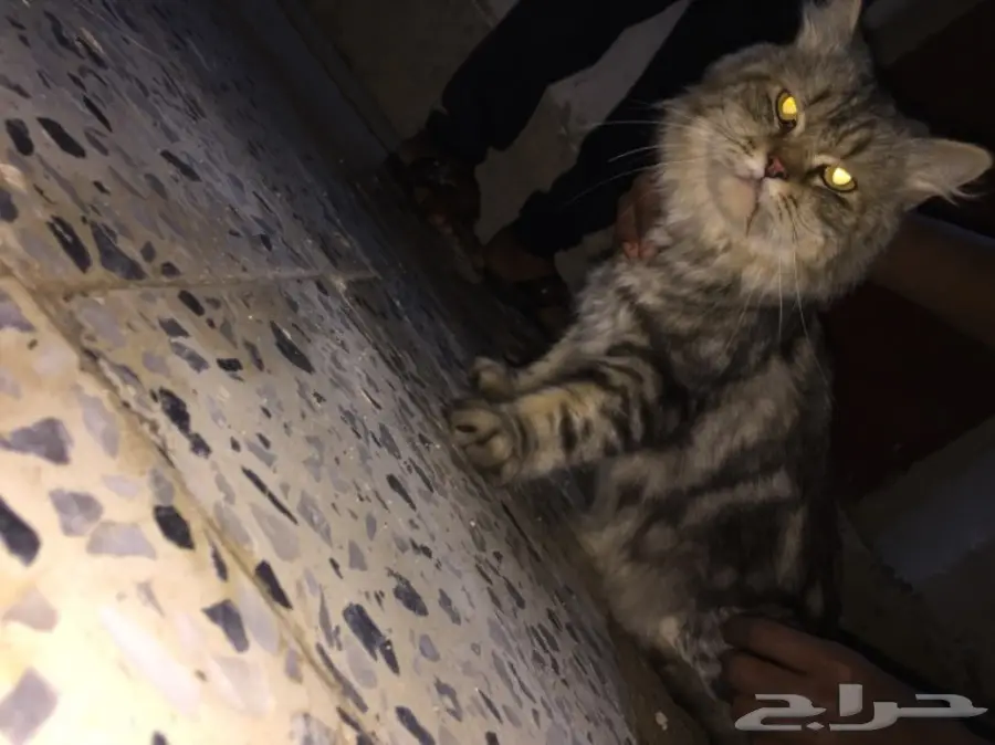 قطة للبيع (image 5)
