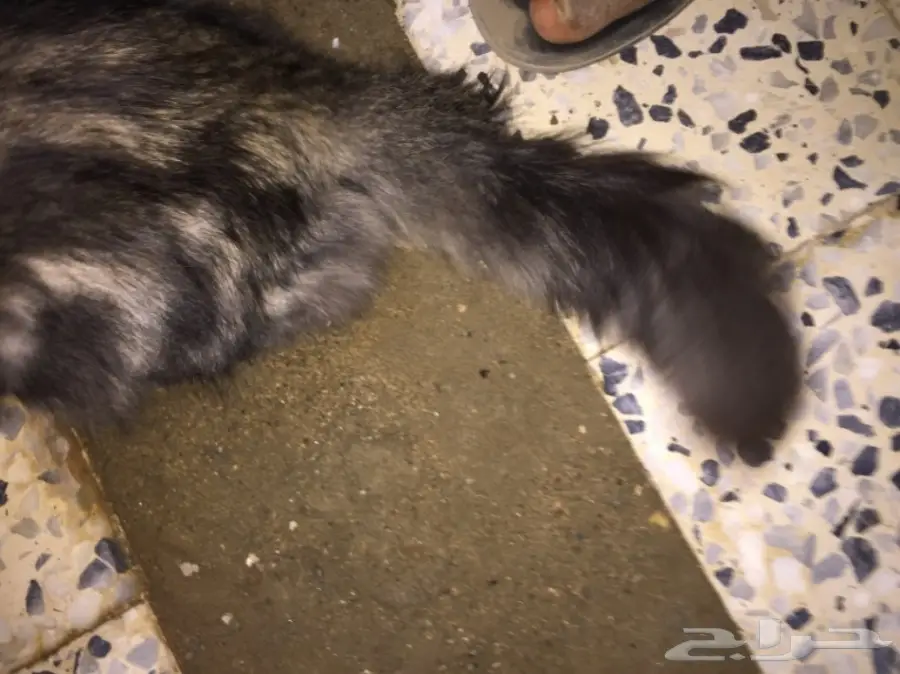 قطة للبيع (image 6)