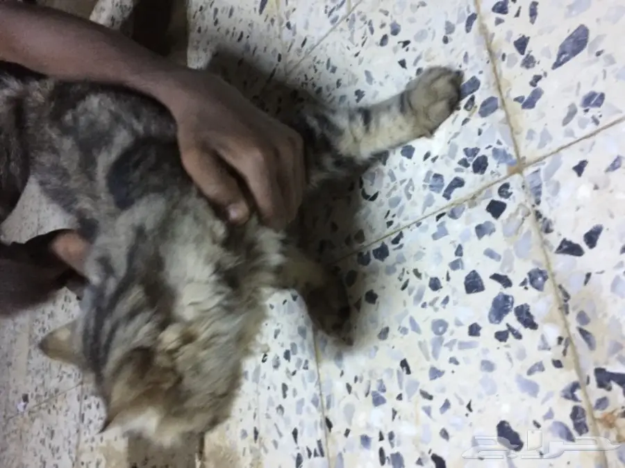 قطة للبيع (image 7)