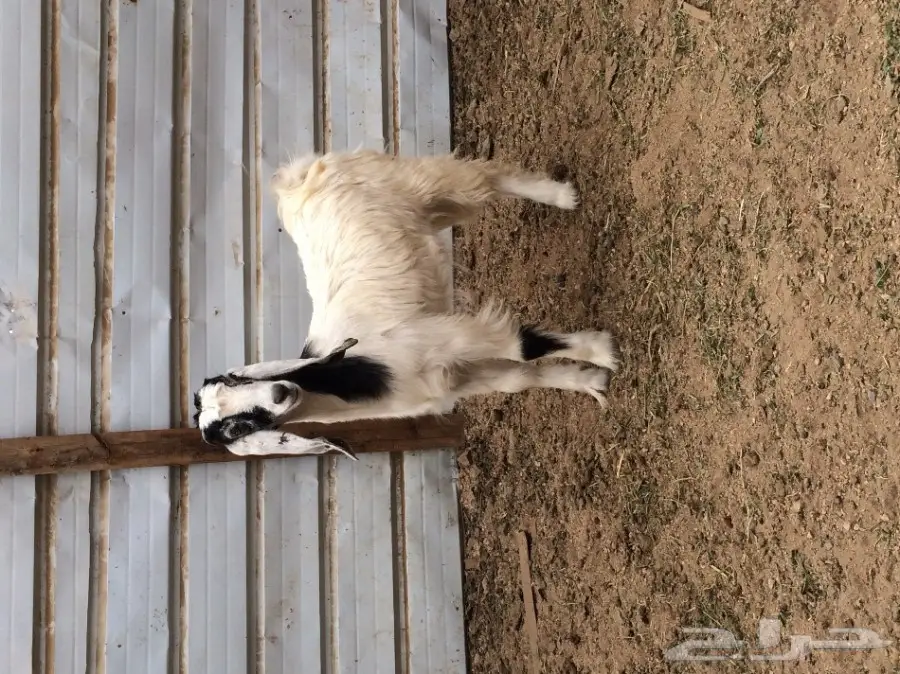 جفرة وتيسين البيع بالحد