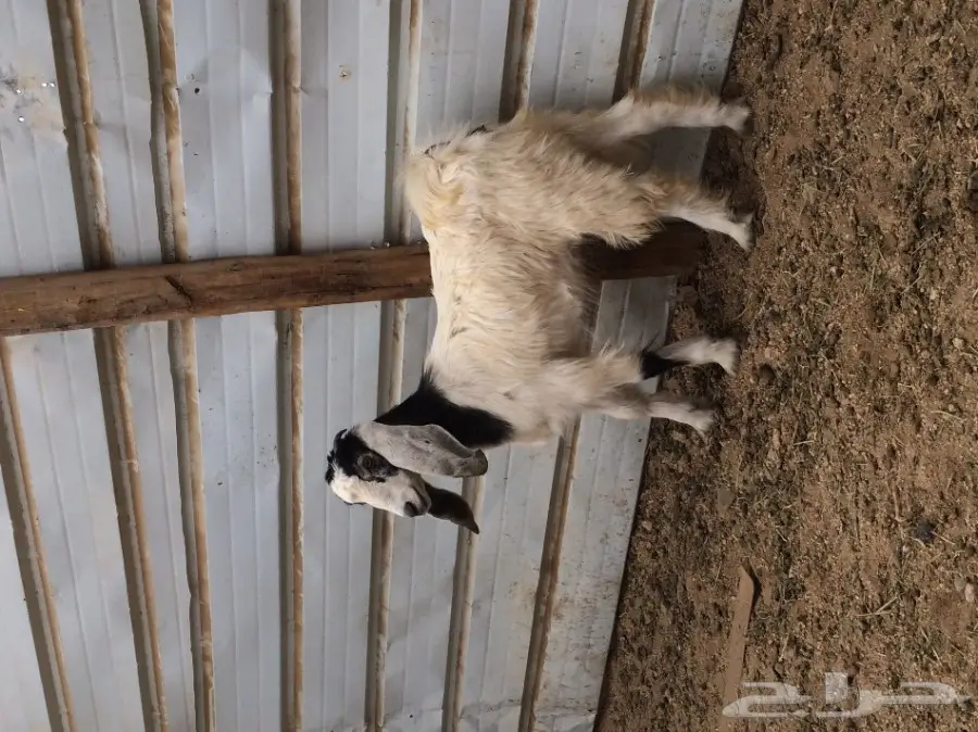 جفرة وتيسين البيع بالحد (image 1)