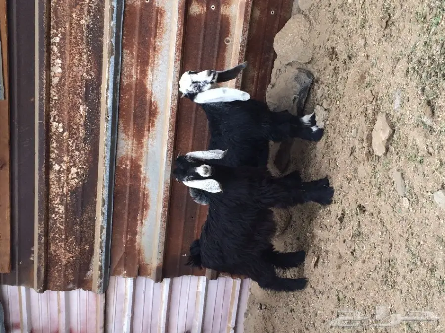 جفرة وتيسين البيع بالحد (image 5)