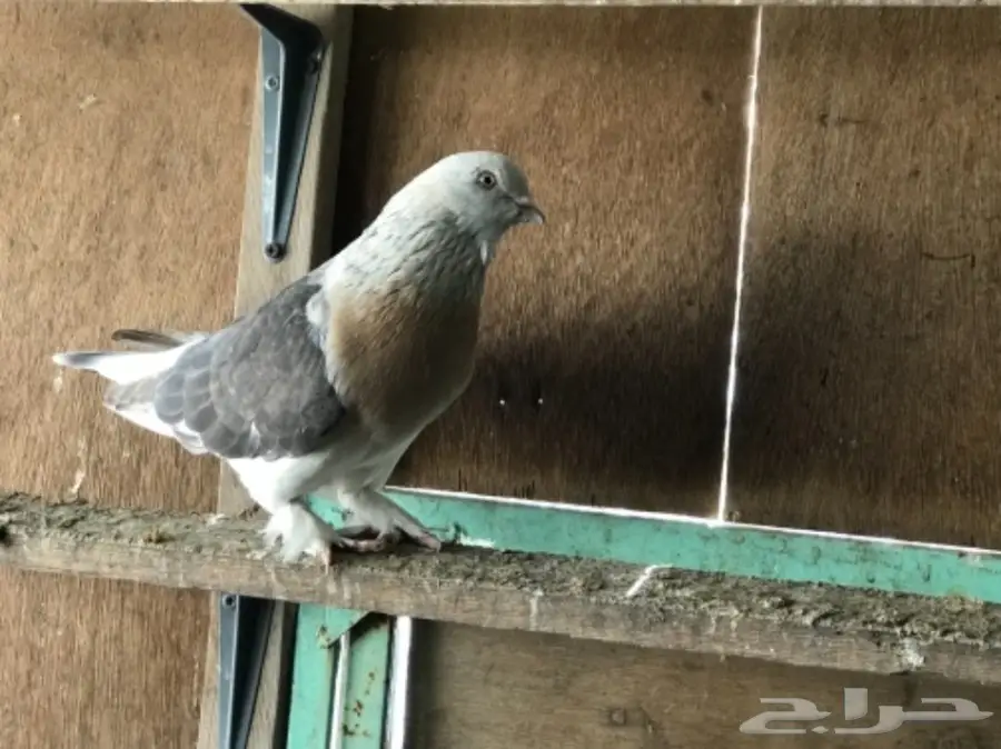 زوج ودعي الحد 300 (image 1)