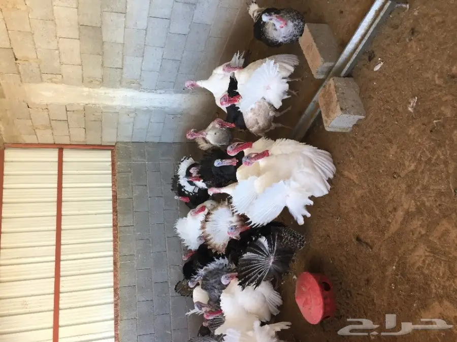 ذكور رومي طيبات 