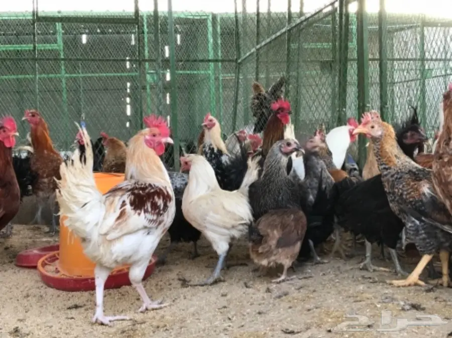 دجاج بلدي بياض .. و بيض طازج