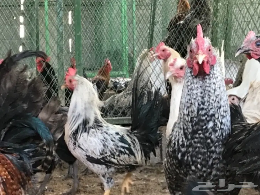 دجاج بلدي بياض .. و بيض طازج (image 4)