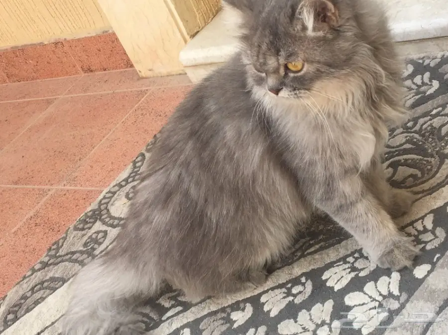 قط شيرازي للبيع  (image 3)