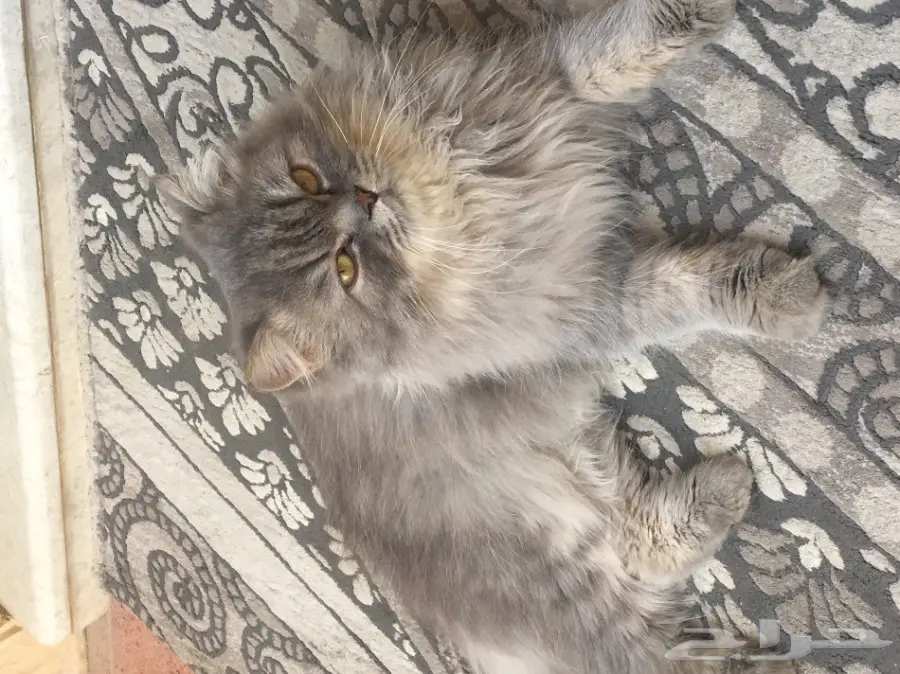 قط شيرازي للبيع  (image 4)