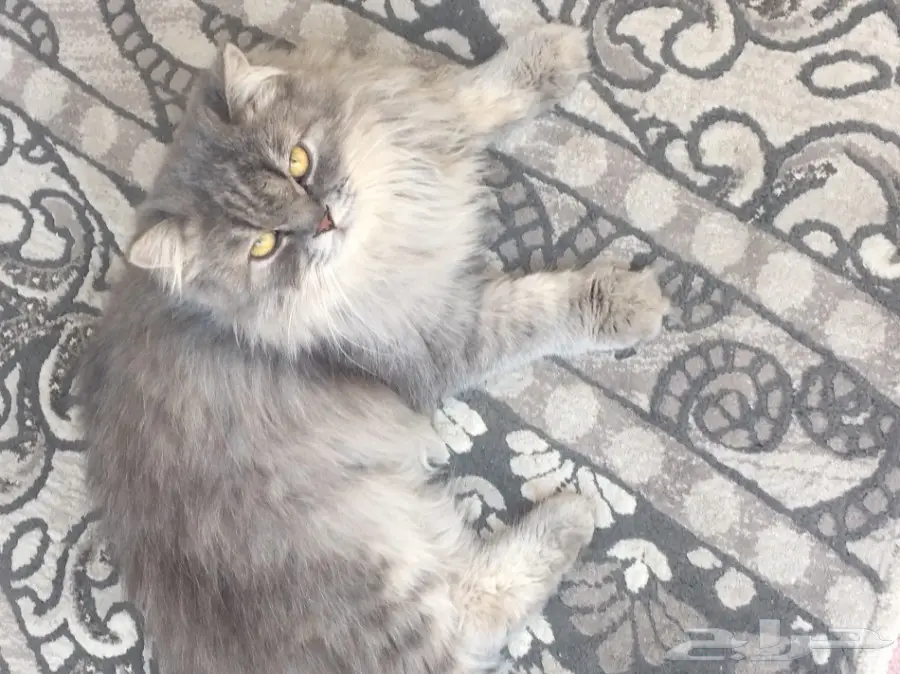 قط شيرازي للبيع  (image 5)